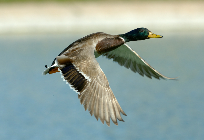 Float Your Way to More Ducks - Delta Waterfowl