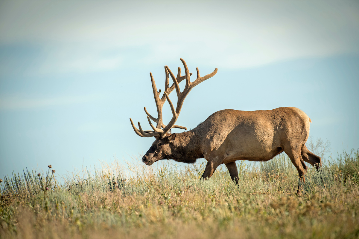 Q & A: Elk Basics | Grand View Outdoors